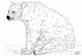 Coloring Bear Pages Sitting Drawing Printable sketch template