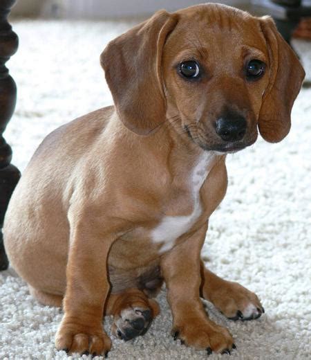 dachshund beagle mix beagle puppy