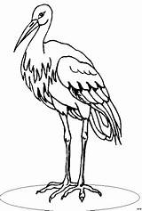 Storch Ausmalbild Beinen Duennen Malvorlage Verkleinert Angezeigt sketch template