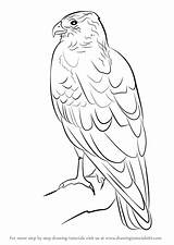 Harrier Hawk Marsh Falge Ausmalbilder Bird Prey sketch template
