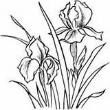 Iris Coloring Flower Irises Pages Drawing Drawings Line Flowers Draw Coloriage Getdrawings Clip Para Printable Daffodil Super Pyrography Patterns sketch template