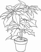 Poinsettia Coloring Pages Christmas Flower Printable Drawing Color Print Pointsettia Kids Coloringme Follow Clipart Pot sketch template