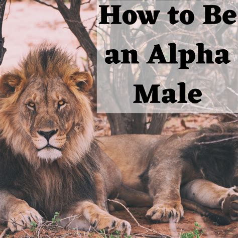 how to be an alpha male typical characteristics
