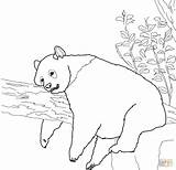 Coloring Pages Pandas Baby Panda Giant Popular sketch template