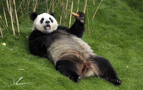 panda facts  interesting facts  giant pandas kickassfactscom