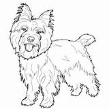 Cani Colorare Terrier Disegno Facili Cairn Stilizzati Ausmalbild Ausmalbilder Highland Schottischer Disegnidacolorare sketch template