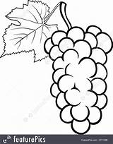 Grapes Coloring Grape Bunch Drawing Vine Getcolorings Getdrawings sketch template