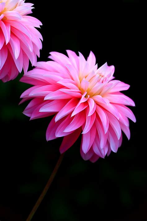 flower portrait amazon flickr