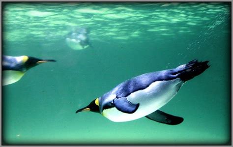underwater flight king penguin  melbourne aquarium  flickr