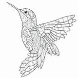 Colibri Malvorlagen Pajaros Birds Adulte Kolibri Hummingbird Ausmalen Colorier Tiere Colibrí Ausmalbilder Aves Dschungel Mosaik Coloration Oiseaux Drawings Vogel Erwachsene sketch template