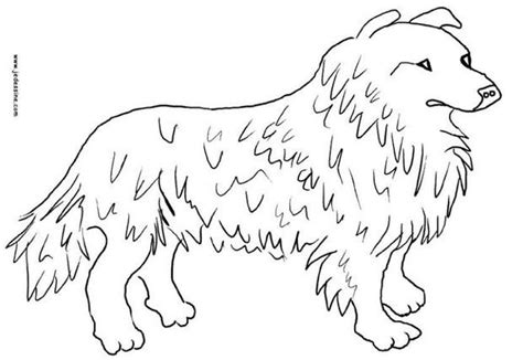 nice collie coloring page nice dog drawing  kids  animals