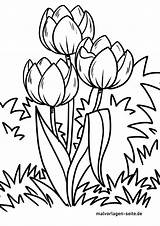 Tulpen Malvorlage Malvorlagen sketch template