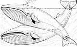 Baleia Ballenas Ballena Orca Blauwal Azules Whales Wale Baleine Dos Blauwale Desenhar Uma Iceland Jorobadas Gris Atividades Stampare Paginas Coloriages sketch template