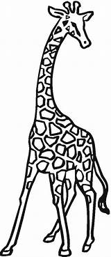 Giraffe Coloring Pages Clipart Animals Drawing Giraffes Puzzle Public Stretch Use sketch template
