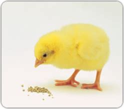los pollitos salen de los huevos leccion orgiatastica taringa