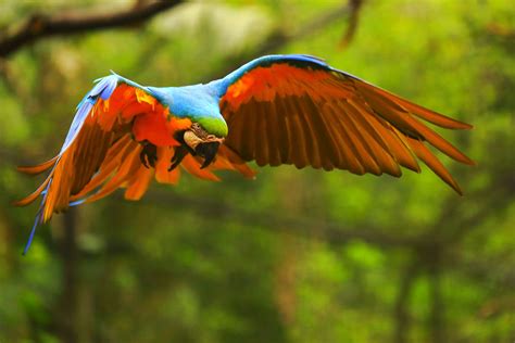 macaws fun facts   largest parrots