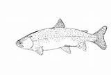 Trout Coloring Apache Brook sketch template
