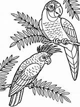Papegaai Kleurplaat Papagei Cockatoo Papegaaien Kaketoe Kakadu Kleurplaten Persoonlijke Malvorlage Papageien sketch template