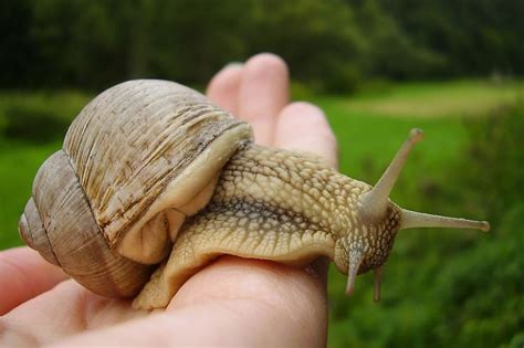 Big Snail Flickr Photo Sharing