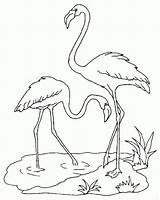 Flamant Flamingo Flamand Camargue Oiseaux Dessins Harmonieux Coloriages Flamants sketch template