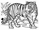 Harimau Mewarna Kepada Diberikan Ringkasan Webtech360 sketch template