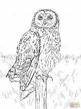 Owl Coloring Pages Eared Short Eagle Nocturnal Animals Drawing Printable Realistic Clipart Halloween Barn Color Snowy Drawings Print Book Barred sketch template