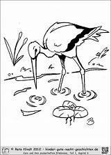 Storch Frosch Malvorlage Ausmalbild Geschichten Nacht Teich Cora sketch template