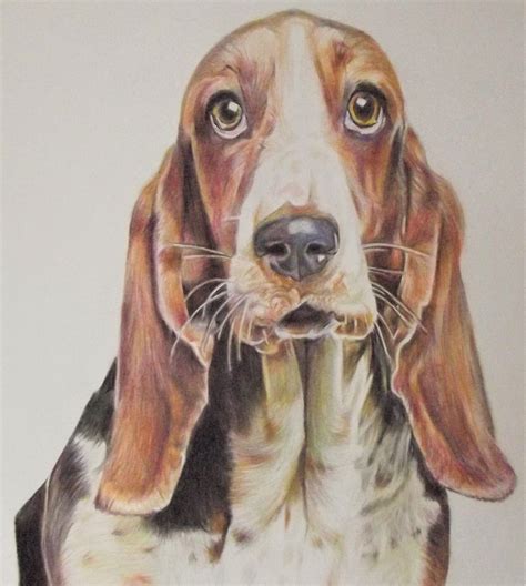 custom basset hound portrait colour pencil drawings  stuart  tilly