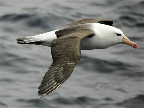 pictures  albatrosses images