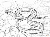 Snake Garter Snakes Taipan Plains Realista Reptiles Gopher Planicies Colorironline sketch template