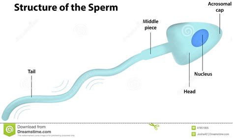 Structure Of The Sperm Stock Vector Illustration Of Sperm 41851805