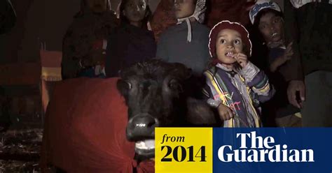 nepal s buffalo killers video world news the guardian