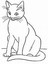 Gatos Desenhos Colorir Gato Longos Pelos Divirta Colorindo Adoráveis Curtos Grandes sketch template