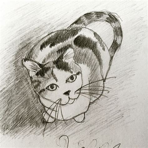 calico cat pencil sketch sketches drawings pencil sketch