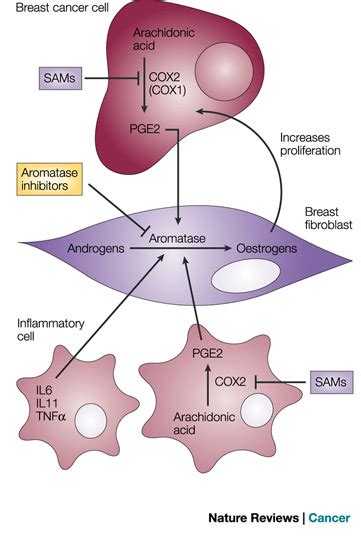what type of cells produce the enzyme aromatase in breast cancer