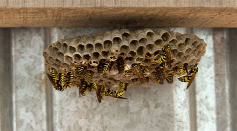 bees wasps advantage termite  pest control