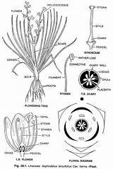 Liliaceae Designlooter Cav Tenuifolius sketch template