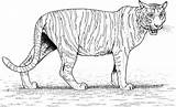 Tiger Coloring Pages Bengal Animals sketch template