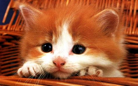 cute kitten kittens wallpaper  fanpop