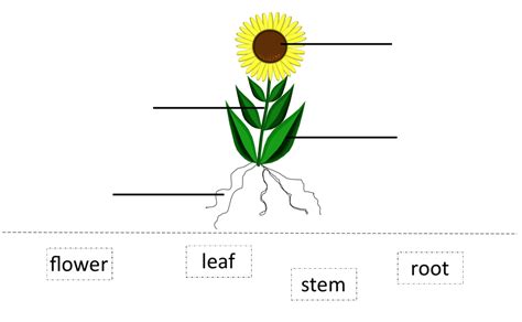 plants labelling  plant ks science teaching resources