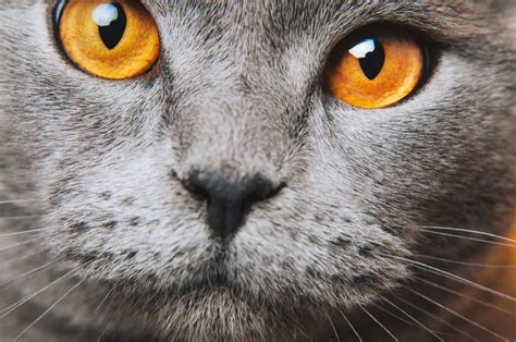 colors   worlds  beautiful cats eyes cole marmalade