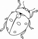 Ladybug Outline Clip Clker Line Bug sketch template