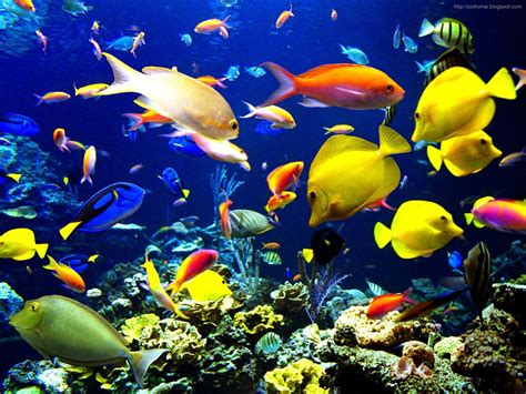 underwater sea animal creatures plants pictures hq