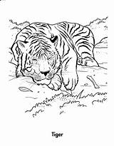 Tiger Coloring Pages Printable Tigers Kids Jungle Animal Forest Habitat Color Print Drawing Clipart Adult Resting Colouring Wild Adults Animals sketch template