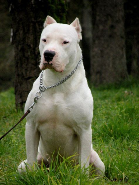 imagen relacionada perros perros argentina  argentina dogo