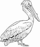 Pelican Coloring Pages Pelicans Printable Brown Realistic California Drawing Bird Supercoloring Birds Drawings Color Version Click Template Print Designlooter Kids sketch template