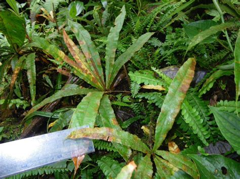 oleandra decurrens ferns  lycophytes   world