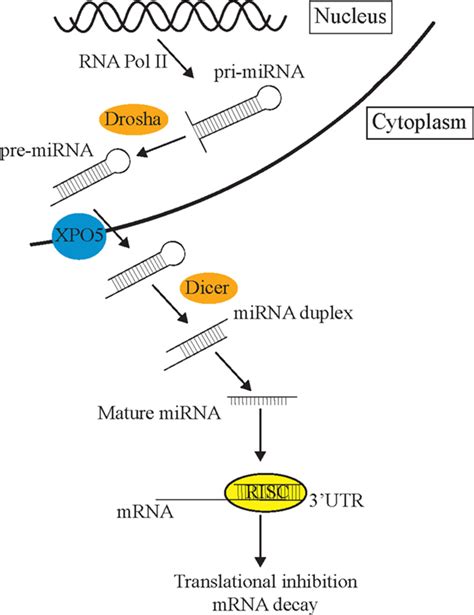 mirna pathway primary mirnas pri mirnas  transcribed    scientific