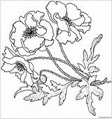 Pages Flower Poppies Coloring Color sketch template