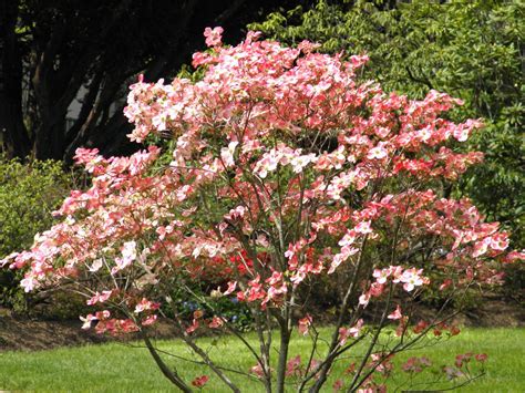 blooming dogwood trees